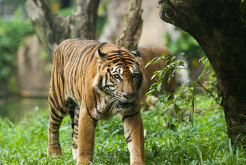 malayan tiger , endangered species