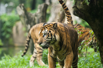 malayan tiger , endangered species