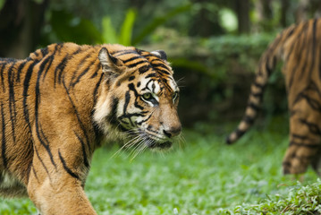 malayan tiger , endangered species
