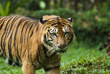 malayan tiger , endangered species