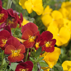 Hornveilchen, Viola cornuta