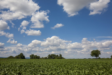Zuckerr&uuml;benfeld (Beta vulgaris)