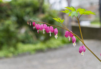 Pink bleeding heart flowers bloom in the spring