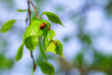 Two ladybug beetles mating on the green leaf of the birch branch against blue sky