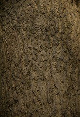 texture background wood