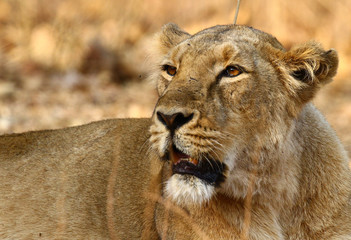 Lion