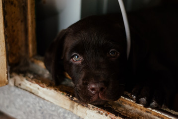Puppy chocolate Labrador