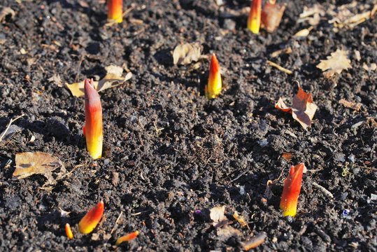 Tulip Bulbs Plant. Green Red Yellow Purple Bud Growing Out Of The Ground. Agriculture Flower Concept.