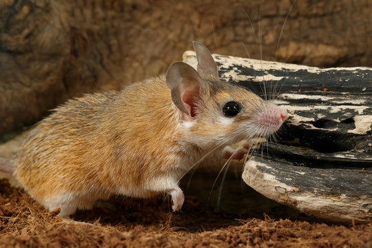 closeup young female spiny mouse (Acomys cahirinus) hunts on insect 