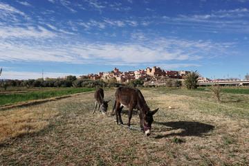Marokko Landschaft mit Esel