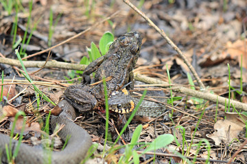 hungry grass-snake caught a frog