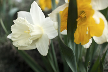 The white daffodils blossomed on the meadow