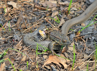 hungry grass-snake caught a frog