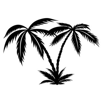 Palm tree on a white background.