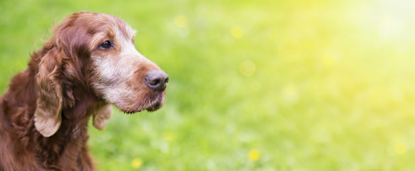 Beautiful old Irish Red Setter dog - web banner with copy space