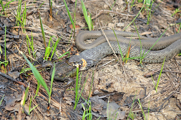 hungry grass-snake caught a frog
