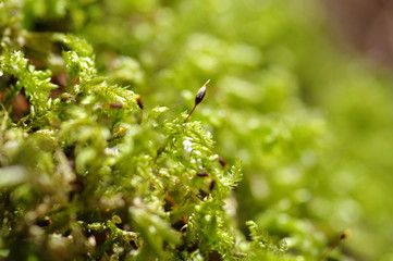 苔　コケ