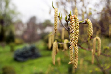 Spring background with branch of birch catkins