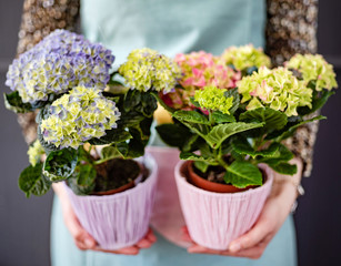 hydrangea in the pot