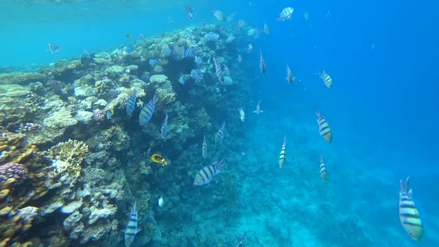 school of Indo-Pacific sergeant swims over coral reef, Red sea, Egypt