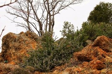 Fototapeta na wymiar Rosmarinus Officinalis and pines in the mountain