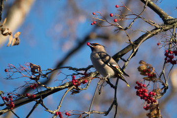 Bohemian waxwing eating berry of rowan