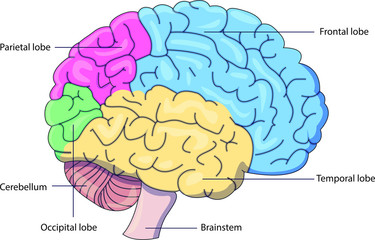 Schematic vector diagram of a brain with labeled parts.