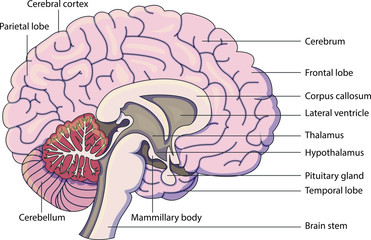 Schematic vector diagram of a brain with labeled parts. - obrazy, fototapety, plakaty