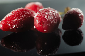 Dogwood on a black background