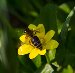Wasp on a flower