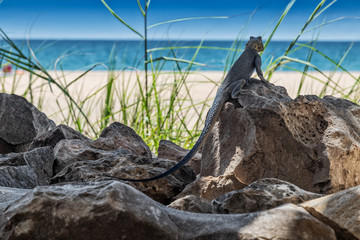 Blue lizard in pose for camera.