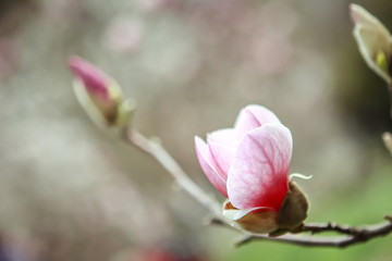 Pink flower of a magnolia. 
