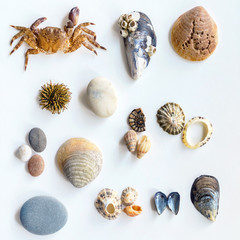 Collection of a seashells