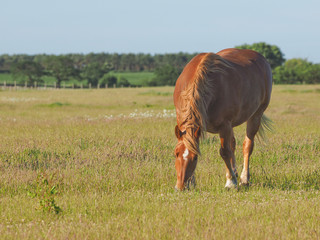 Chestnut Horse in Pasture