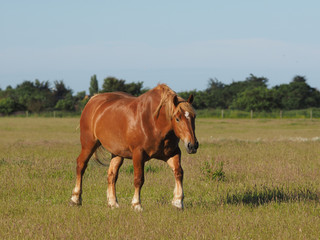 Single Horse in Paddock