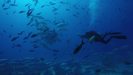 Reef fishes from the sea of cortez, mexico