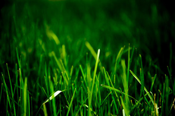 Grass