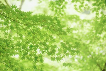 新緑のもみじ