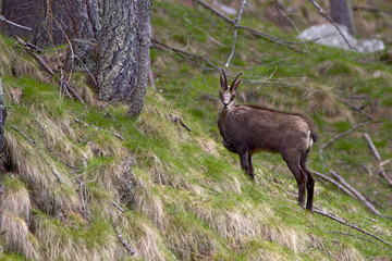 Chamois (Rupicapra rupicapra) in the Gran Paradiso National Park