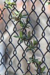 Vine on fence