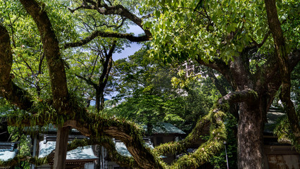 Fototapeta premium grand arbre recouvert de mousses et végétations dans un sanctuaire shintoïste au Japon 