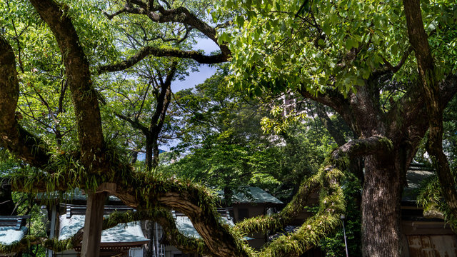 grand arbre recouvert de mousses et végétations dans un sanctuaire shintoïste au Japon  