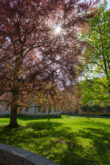 park trees and branches with foliage on sprintime sunny day
