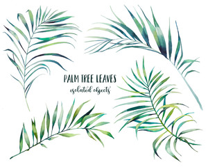 Watercolor tropical plants: palm tree leaves set. Botanical illustration of exotic flora. Isolated objects on white background