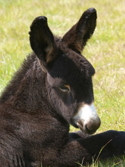 Donkey Headshot