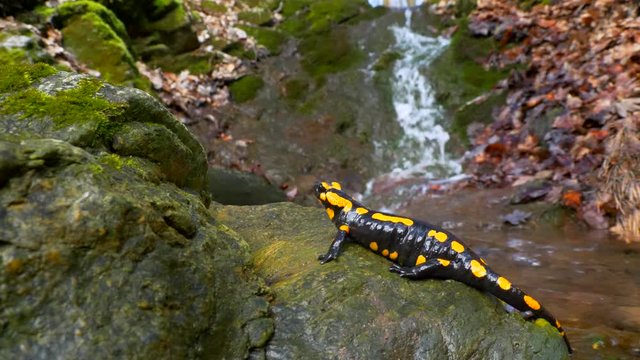 Fire salamander (Salamandra salamandra) in forest stream