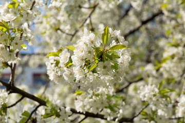 Spring white blooming cherry tree flowers on a blue sky background