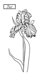 Iris clip art on white backgrounds.Idea for business visit card, typography vector,print for t-shirt.