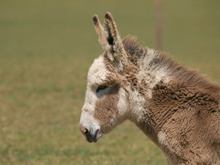 Donkey Headshot