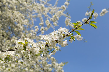 Spring white blooming cherry tree flowers on a blue sky background